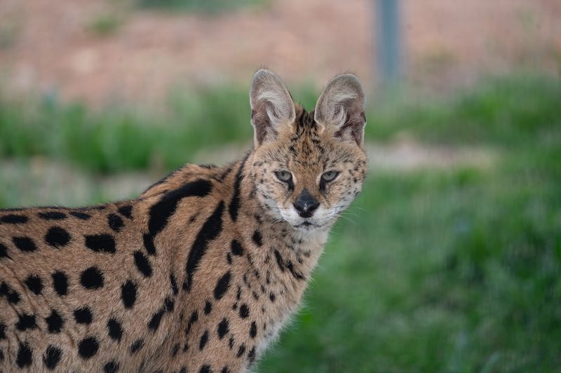 Spacious Habitats Designed For Safety And Wellbeing