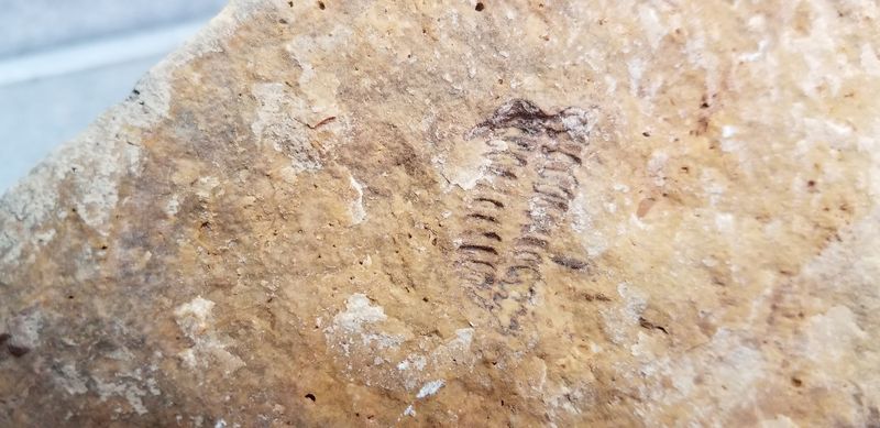 The Ancient Sea That Left Its Mark