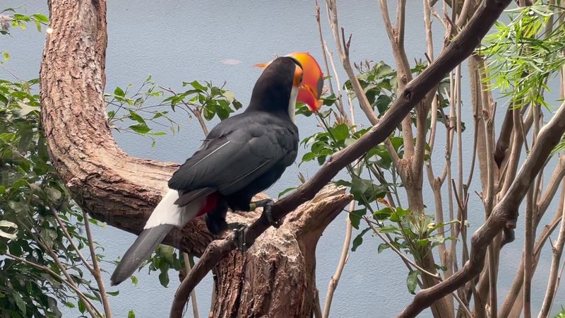 A Conservation Mission Behind Every Bird A Conservation Mission Behind Every Bird