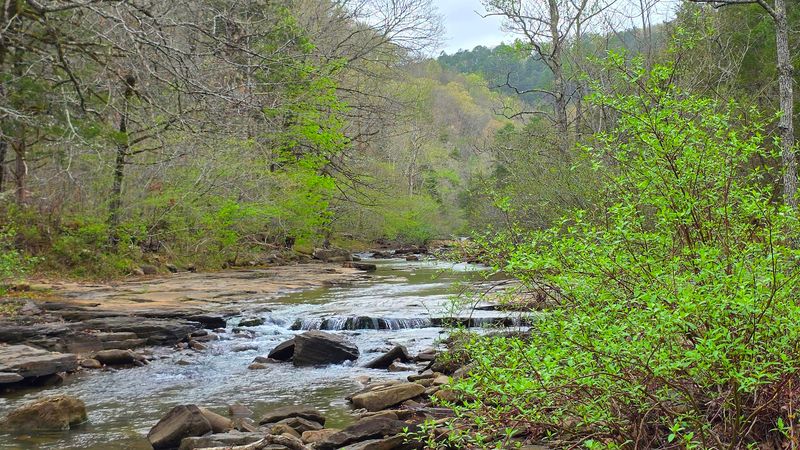 A Cool Bend In The Forest
