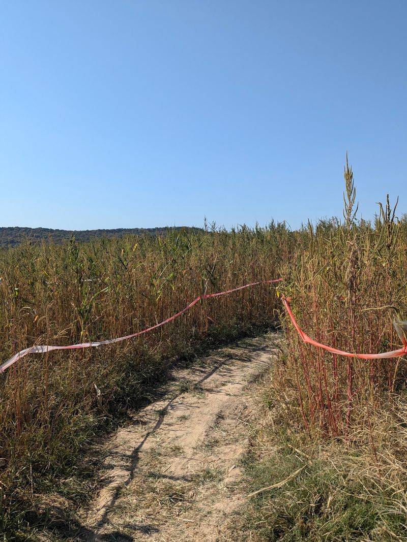 A Corn Maze Becomes The Heart Of The Fall Fun