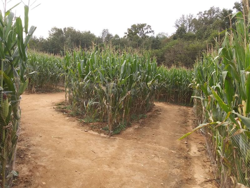 A Corn Maze That Loves To Get You Lost