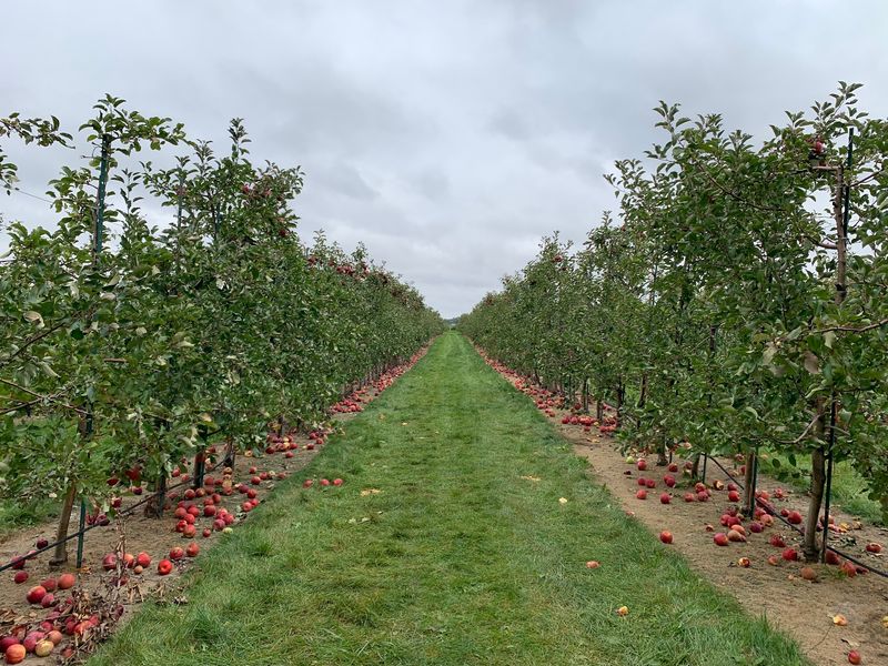 A Country Orchard Off Shabbona Road A Country Orchard Off Shabbona Road