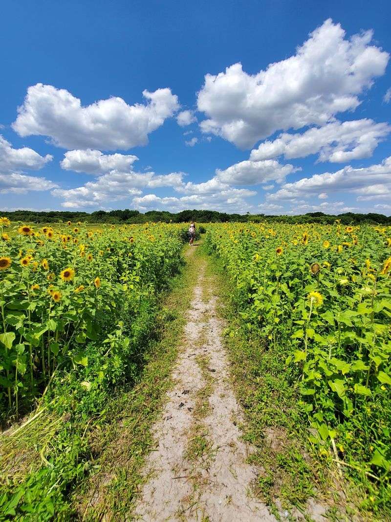 A Countryside Escape Only 75 Minutes From Tampa