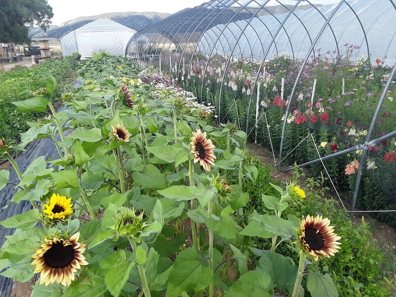 A County Road Farm With A Very Salida Kind Of Surprise A County Road Farm With A Very Salida Kind Of Surprise