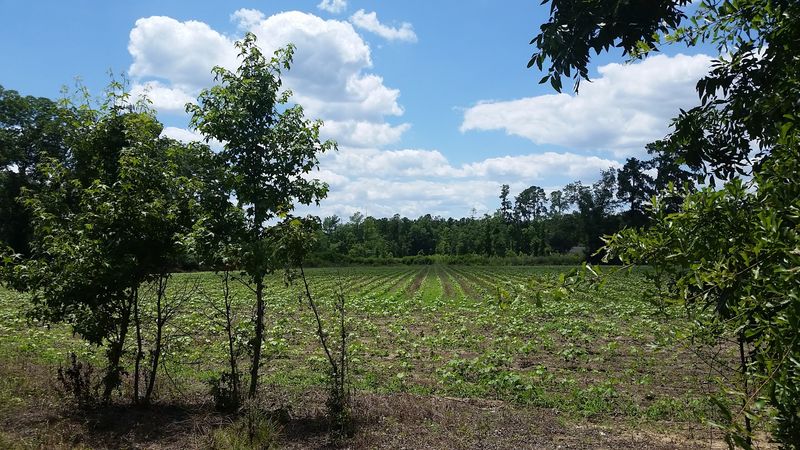 Population Size Creates Tight-Knit Community