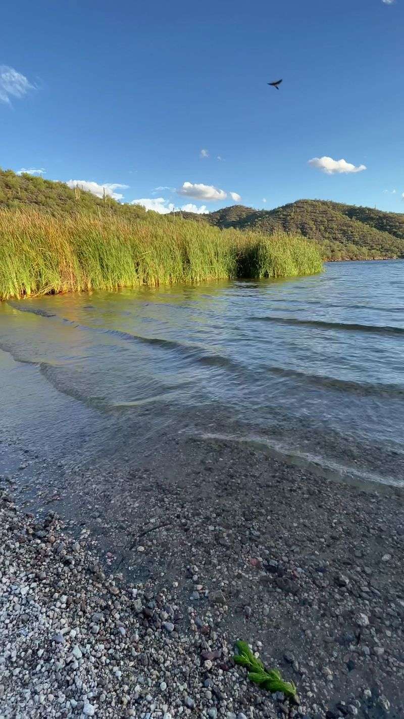 A Desert Beach Where Saguaros Meet Clear Water