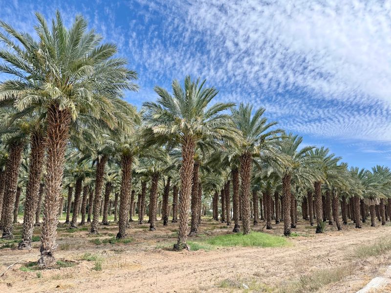 A Desert Oasis Built On 8,000 Palms