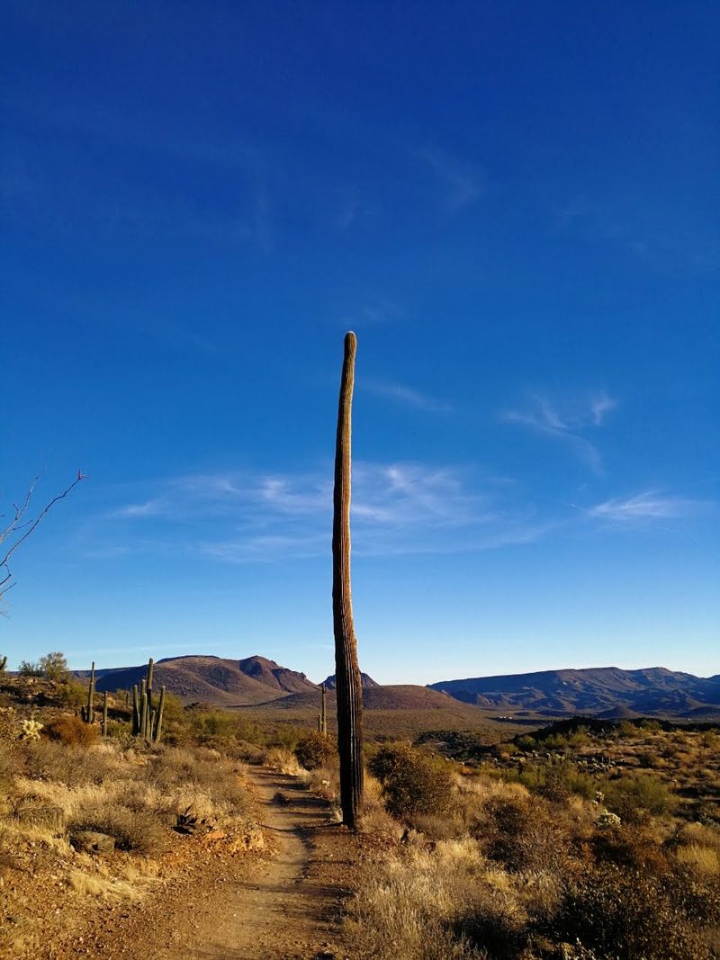 A Desert Path Near Cave Creek
