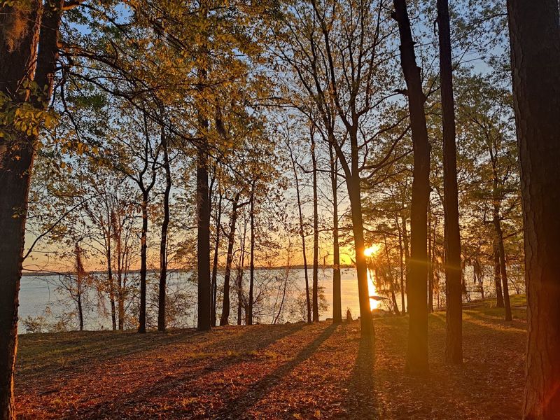 A Dog-Friendly Park Where Four-Legged Guests Feel Welcome A Dog-Friendly Park Where Four-Legged Guests Feel Welcome