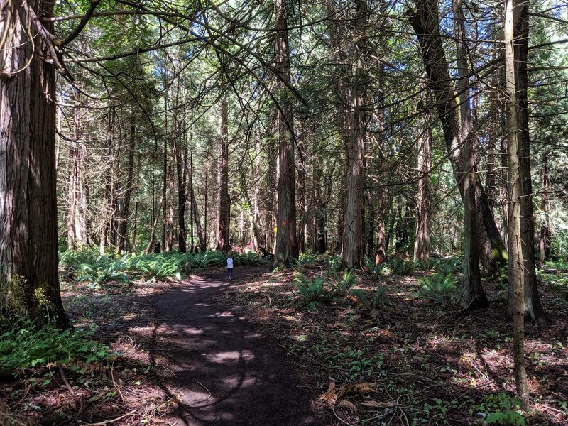 A Dog-Friendly Ramble Through The Trees