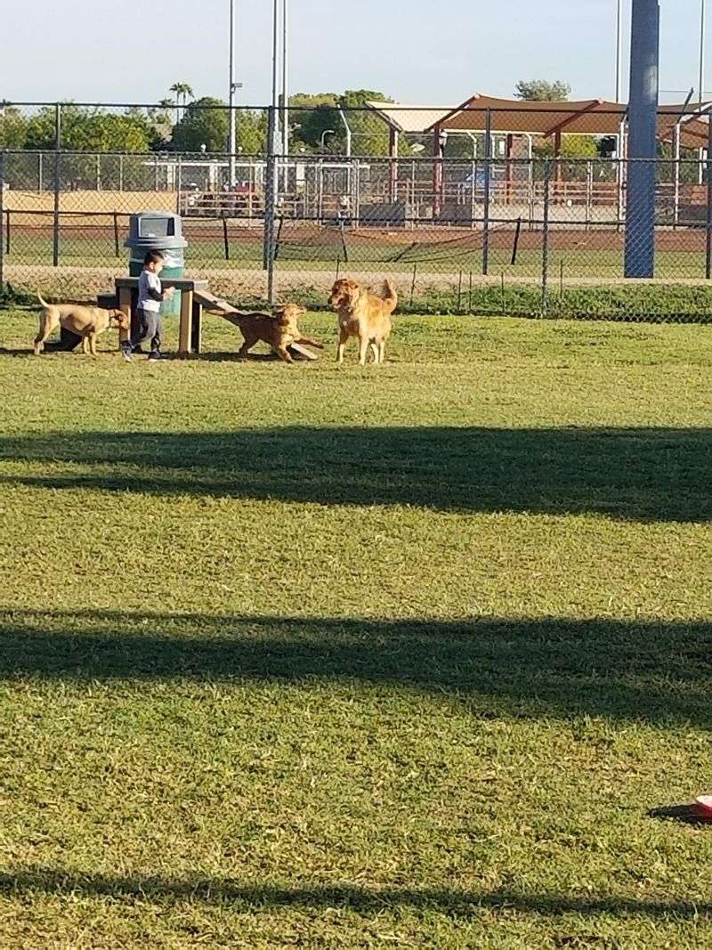 A Dog Park For Four-Legged Friends