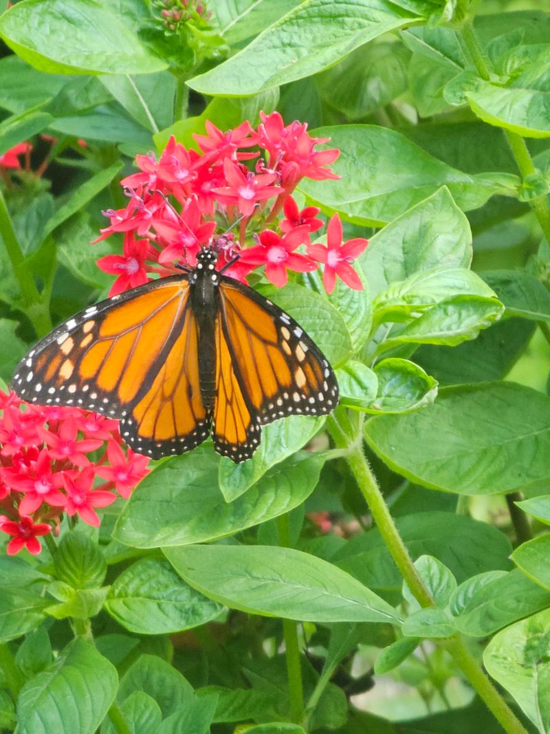 A Dreamy Butterfly Garden