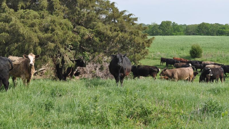 A Family Cattle Farm Way Down In Southern Illinois A Family Cattle Farm Way Down In Southern Illinois