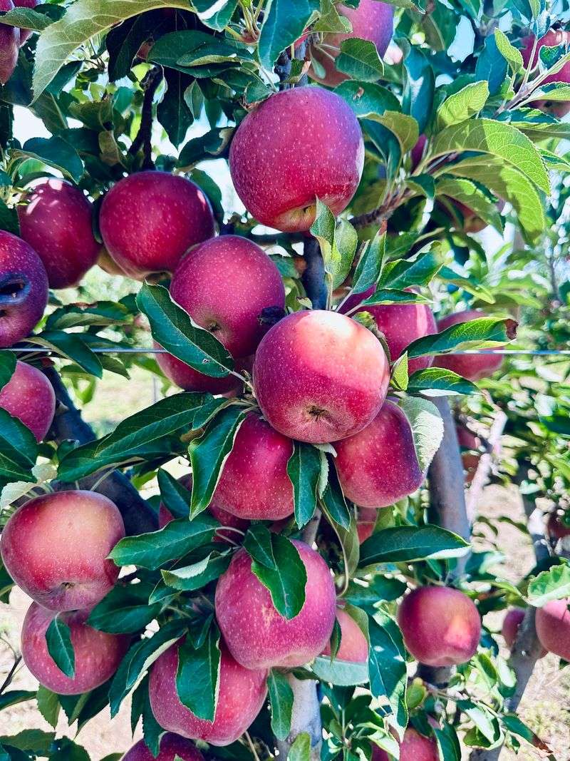 A Family Farm With Deep Roots