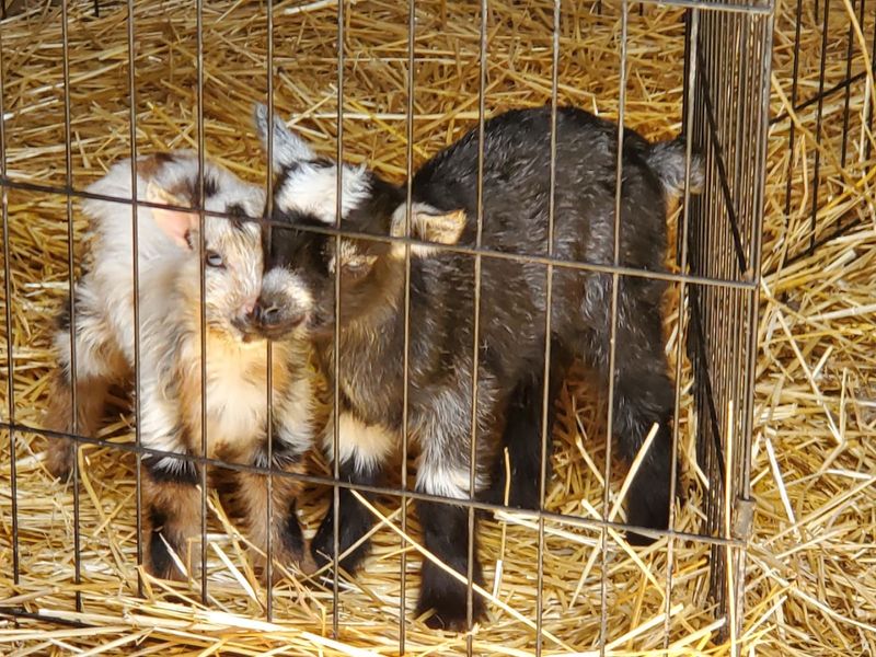 Baby Animals Everywhere In Spring