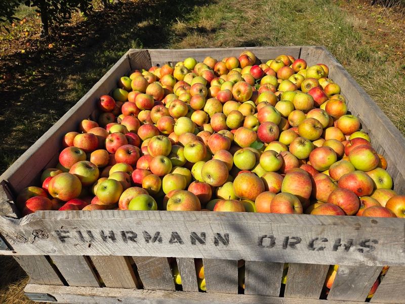 Apples That Actually Taste Like Apples