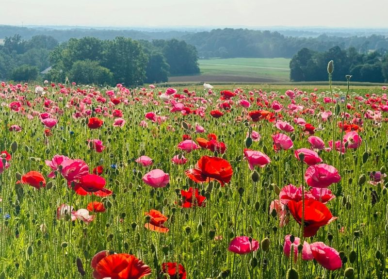 The Hillside Setting Above Lancaster County
