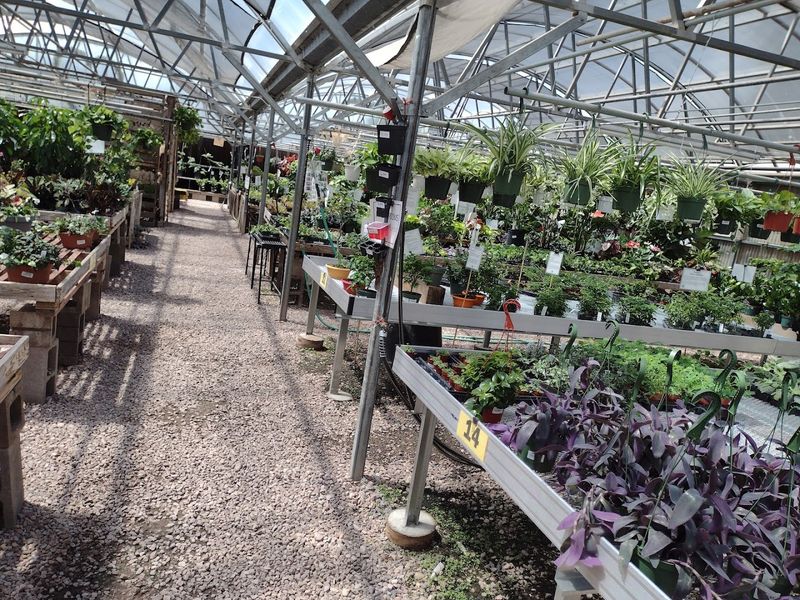 The Plant Selection That Keeps Locals Coming Back Weekly