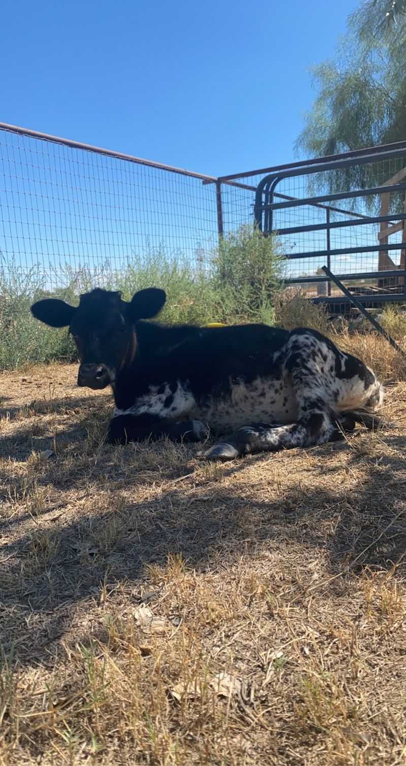 A Farm Full Of Second Chances On The Edge Of Maricopa