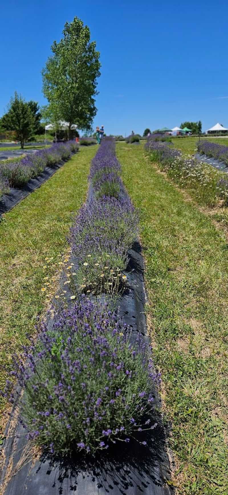 What the Fields Actually Look Like