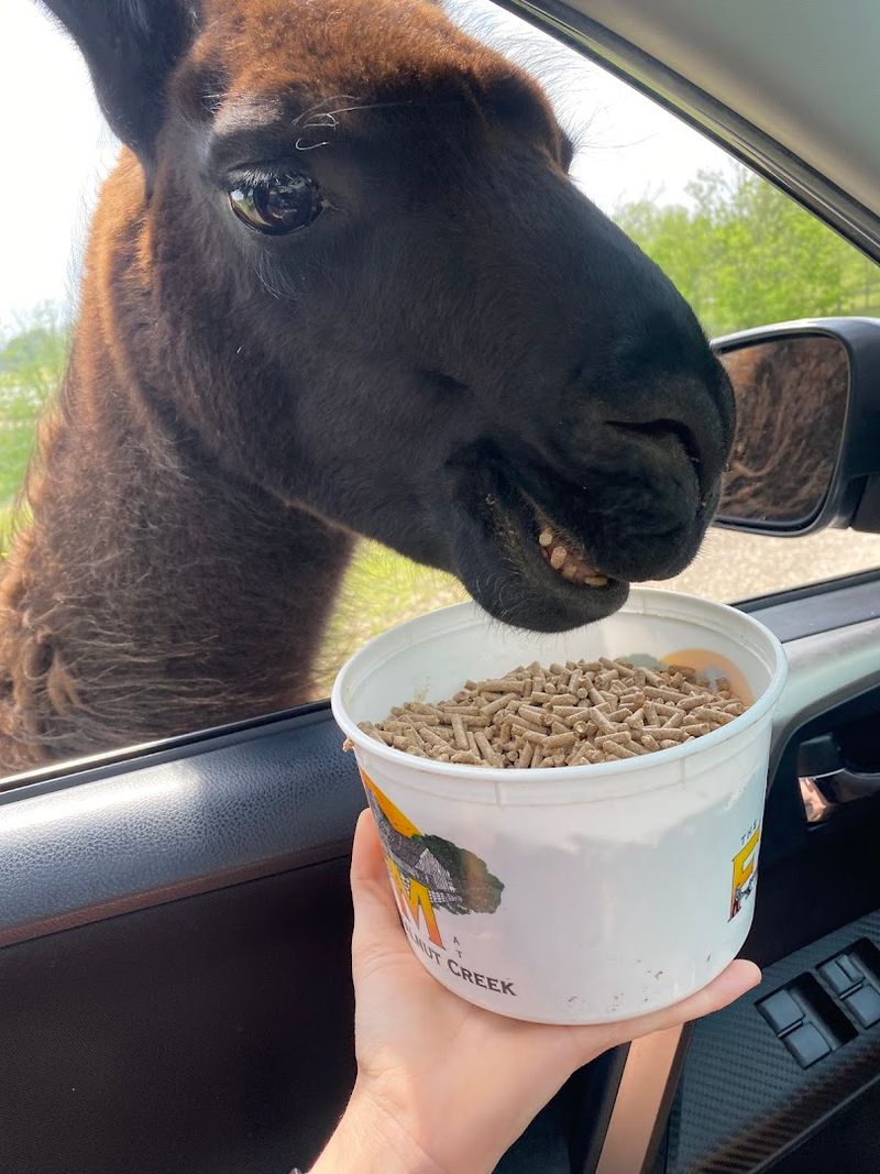 The Drive-Through Safari Experience