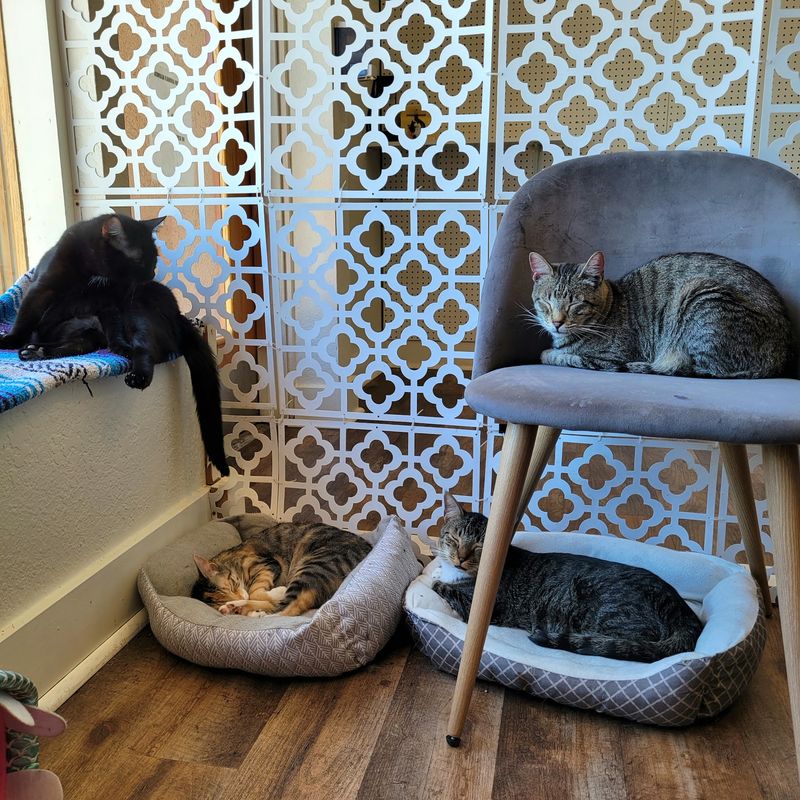A Feline Haven on North Campbell Avenue
