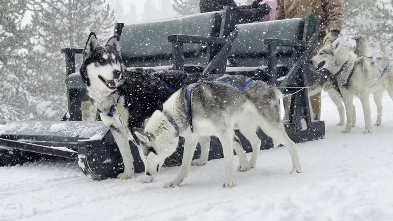 A Few Simple Rules Keep The Pack Happy