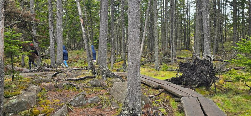 A Forest Walk That Feels Almost Prehistoric