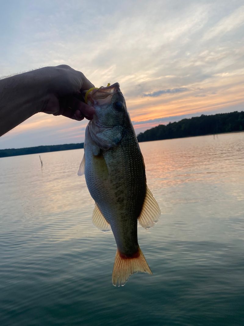 A Fishing Paradise For Bass And Crappie A Fishing Paradise For Bass And Crappie