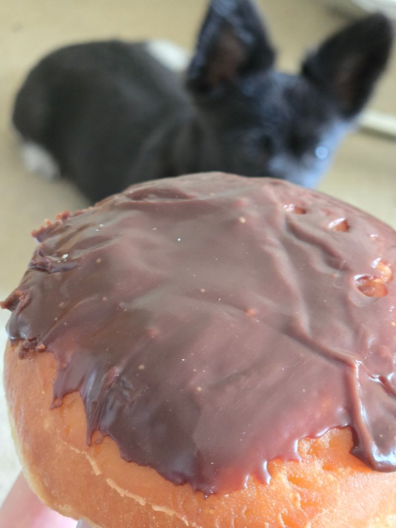 Boston Cream That Never Makes It Home