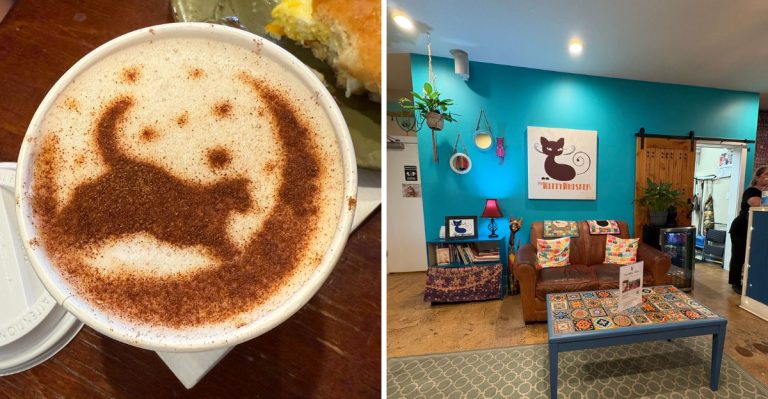 A Florida Café Where Rescue Cats Wander While You Sip Your Coffee