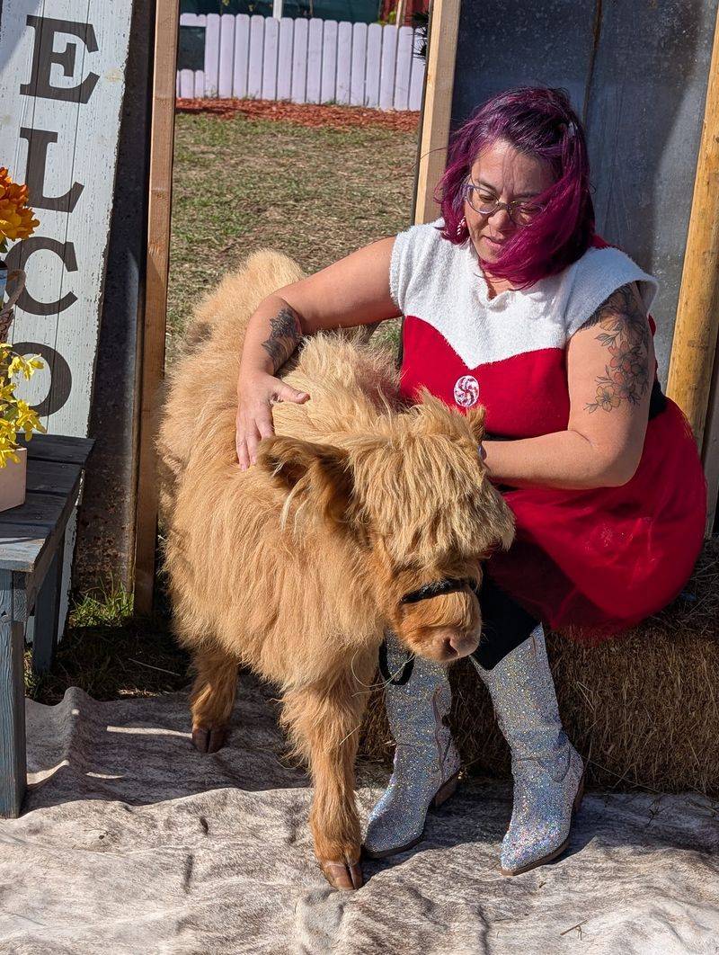 A Fluffy Highland Cow Steals Everyone's Attention