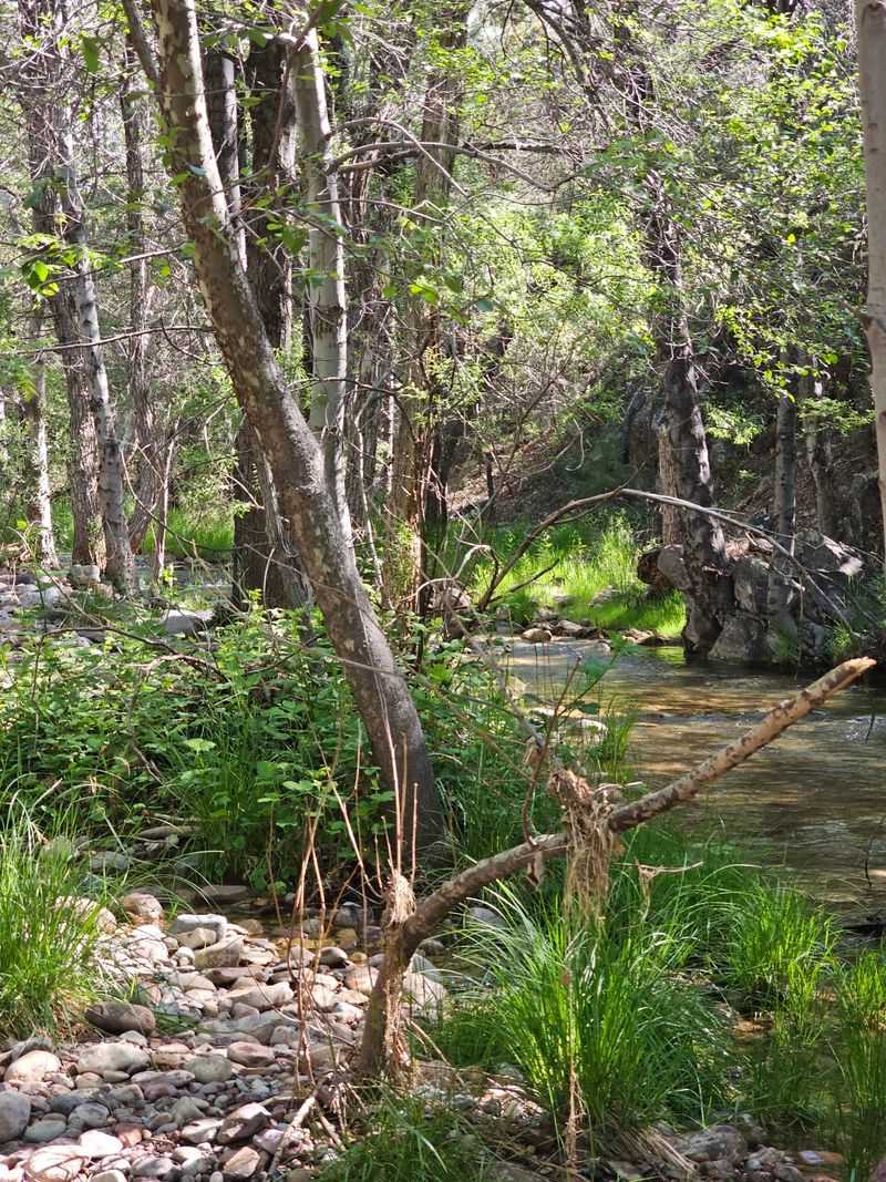 A Forest Full Of Green Surprises