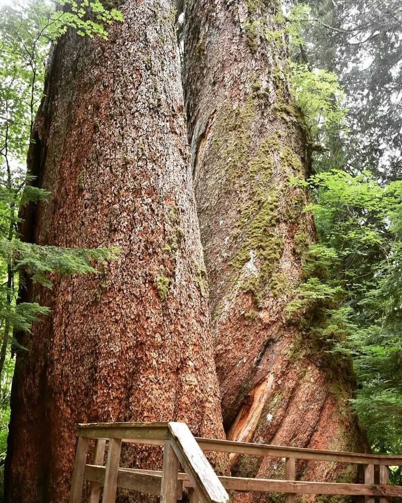 A Forest Loop Inside Mount Rainier National Park