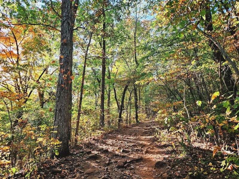 A Forest Path Into The Ozarks A Forest Path Into The Ozarks