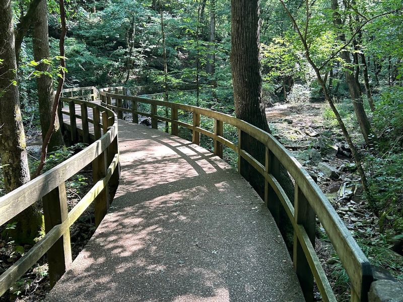 A Forest Path With Underground Secrets