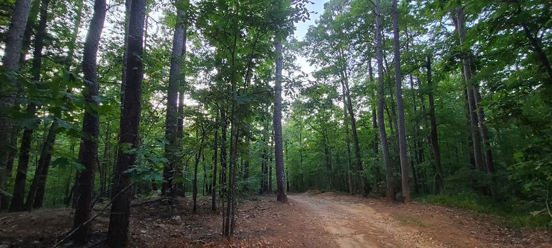 A Forest Road To Hidden Sparkle