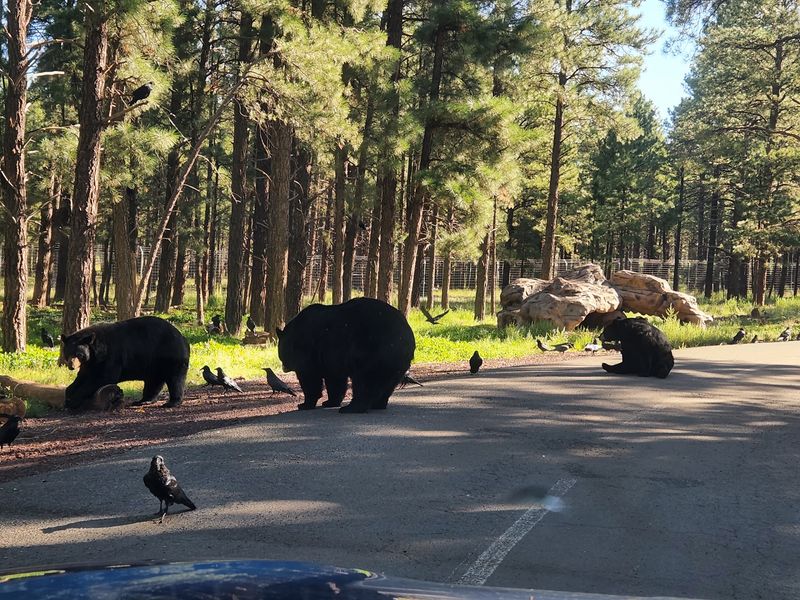 A Forest Safari Just Off Route 66