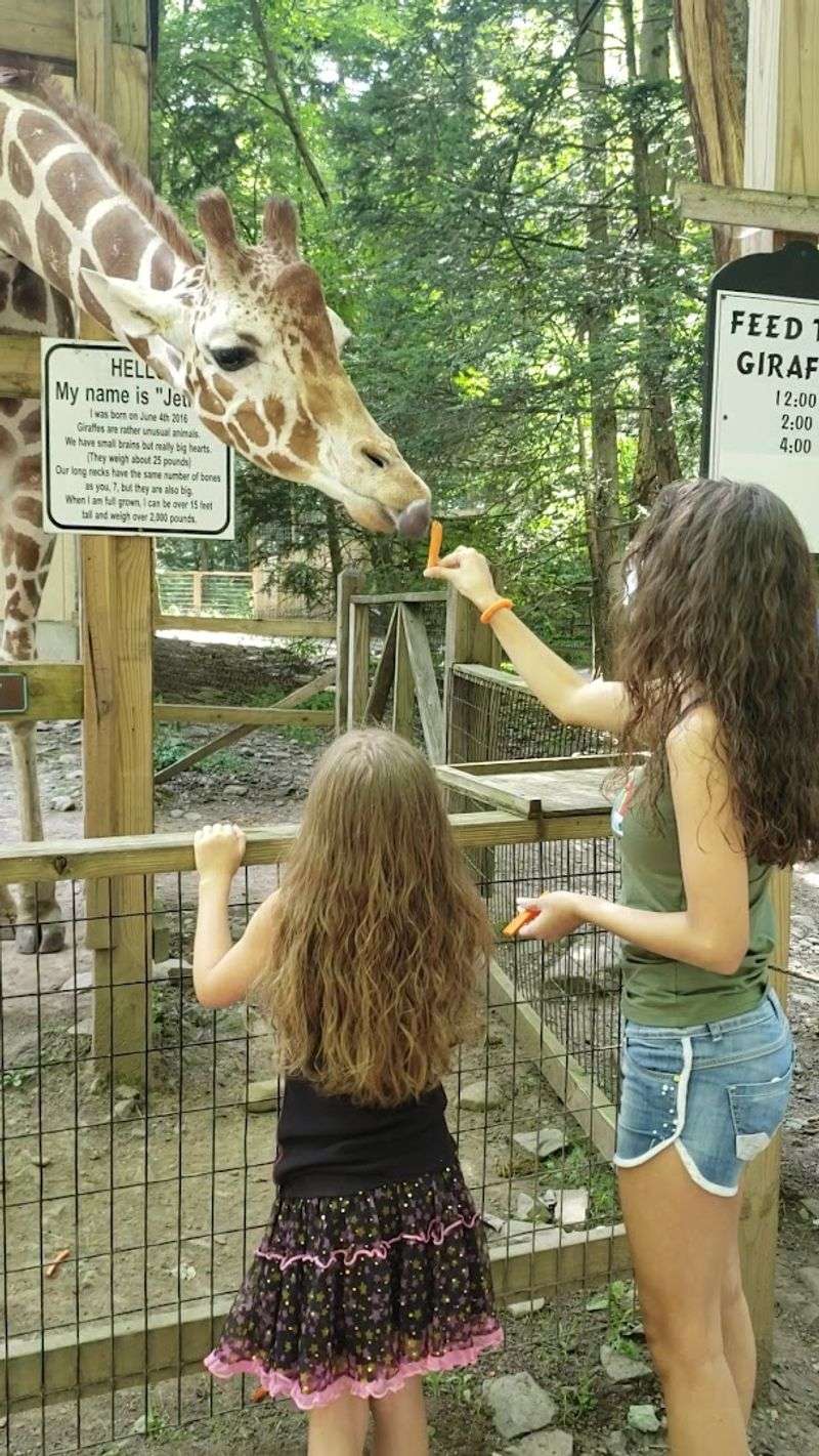 Jethro The Giraffe: The Undisputed Star Of The Park