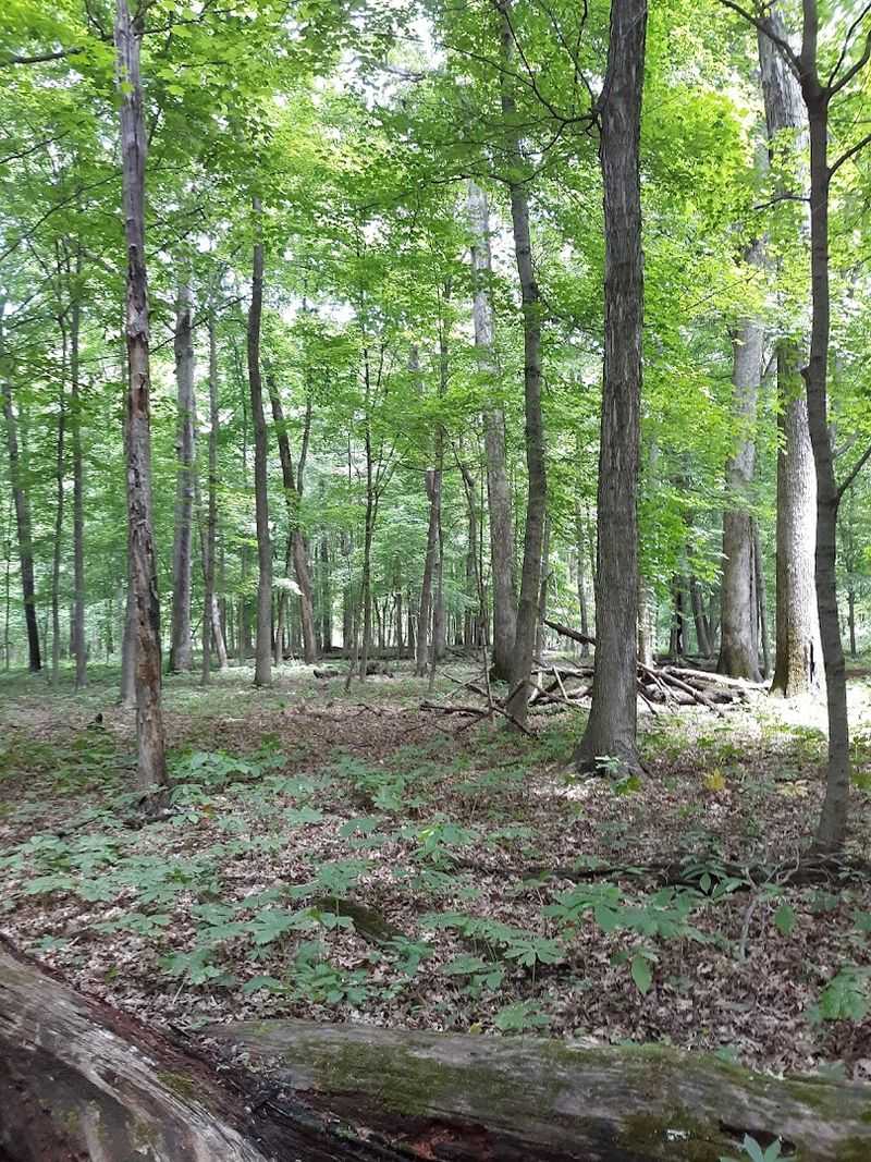 The Champion Trees Growing Here