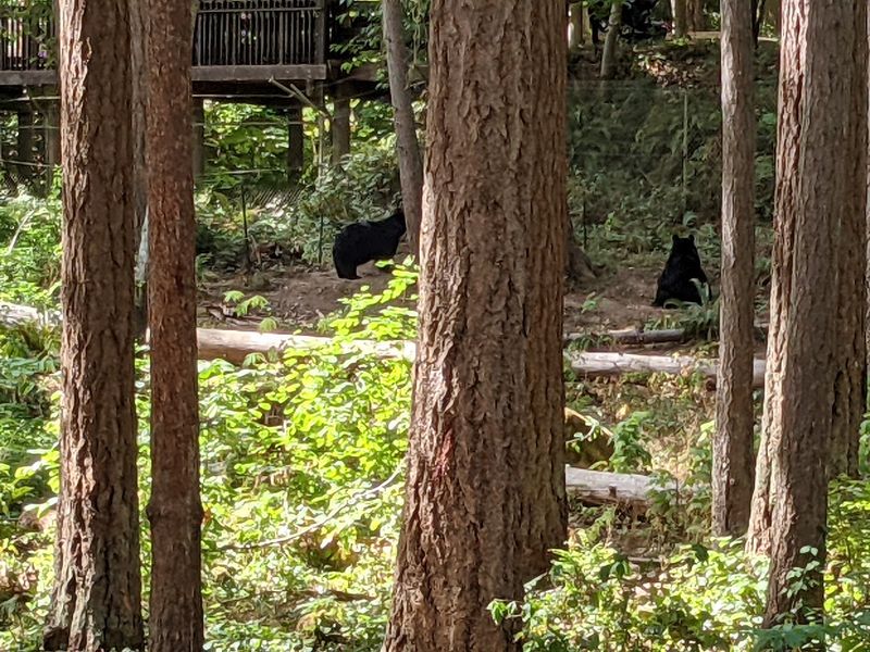 A Forested Wildlife Haven In The Cascades Foothills