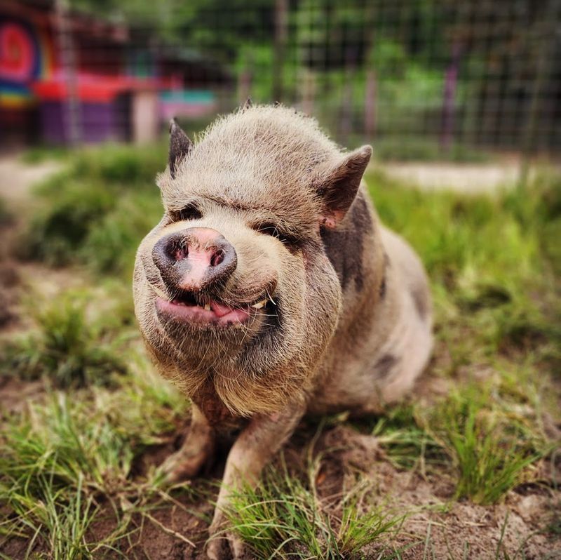 A Forever Home For Abandoned Farm Animals A Forever Home For Abandoned Farm Animals