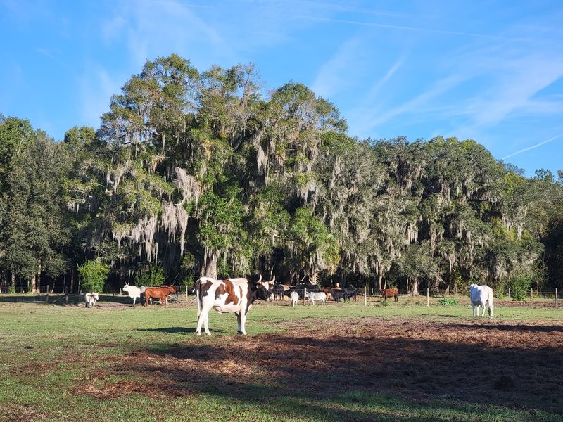 A Forever Home For Rescued Farm Animals A Forever Home For Rescued Farm Animals