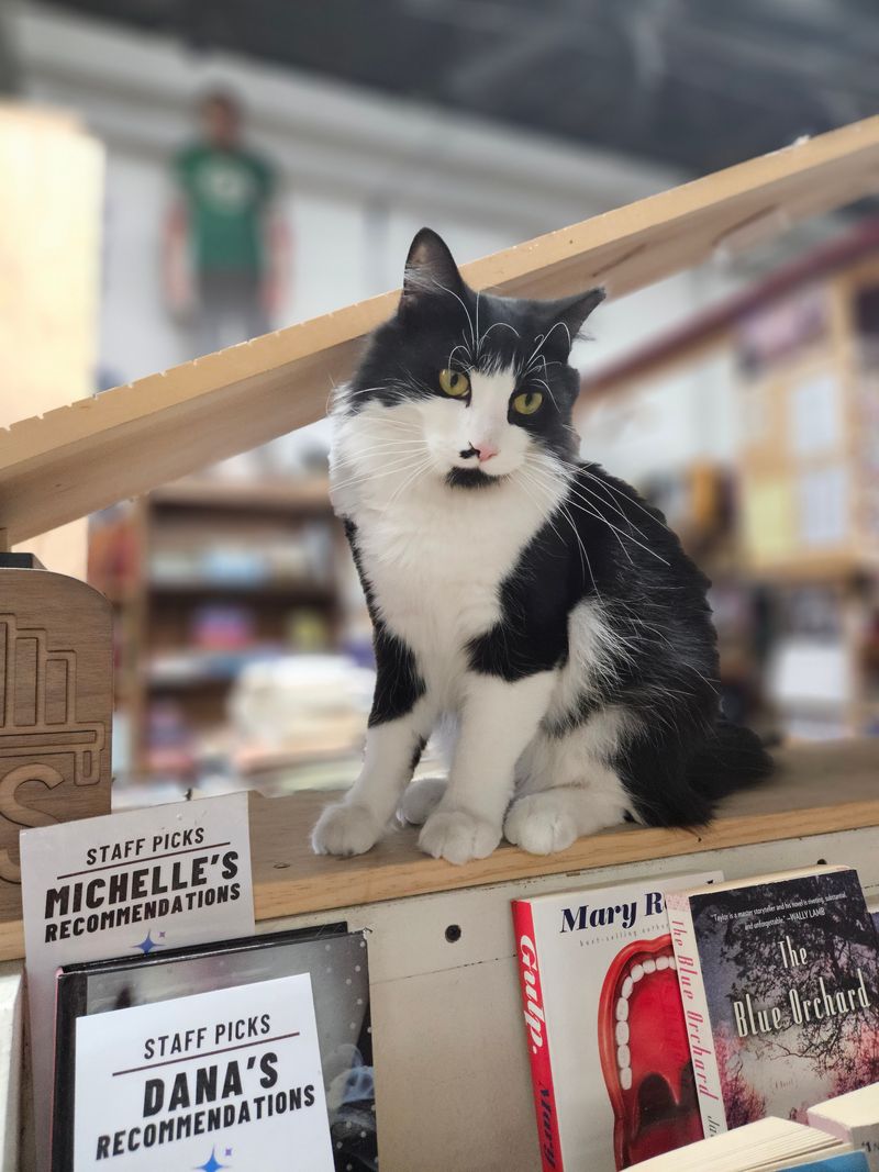 Over Two Hundred Cats Have Found Homes Here