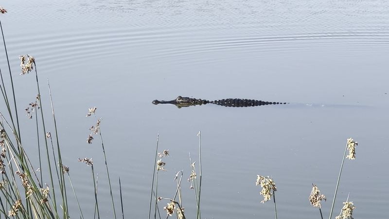 The Drive Is A Perfect Escape From Orlando Theme Park Crowds