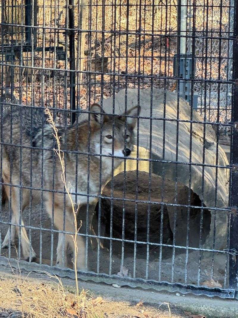 Meet The Resident Wildlife