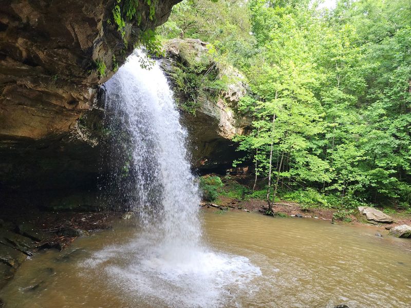 A Free Forest Secret Near Goreville