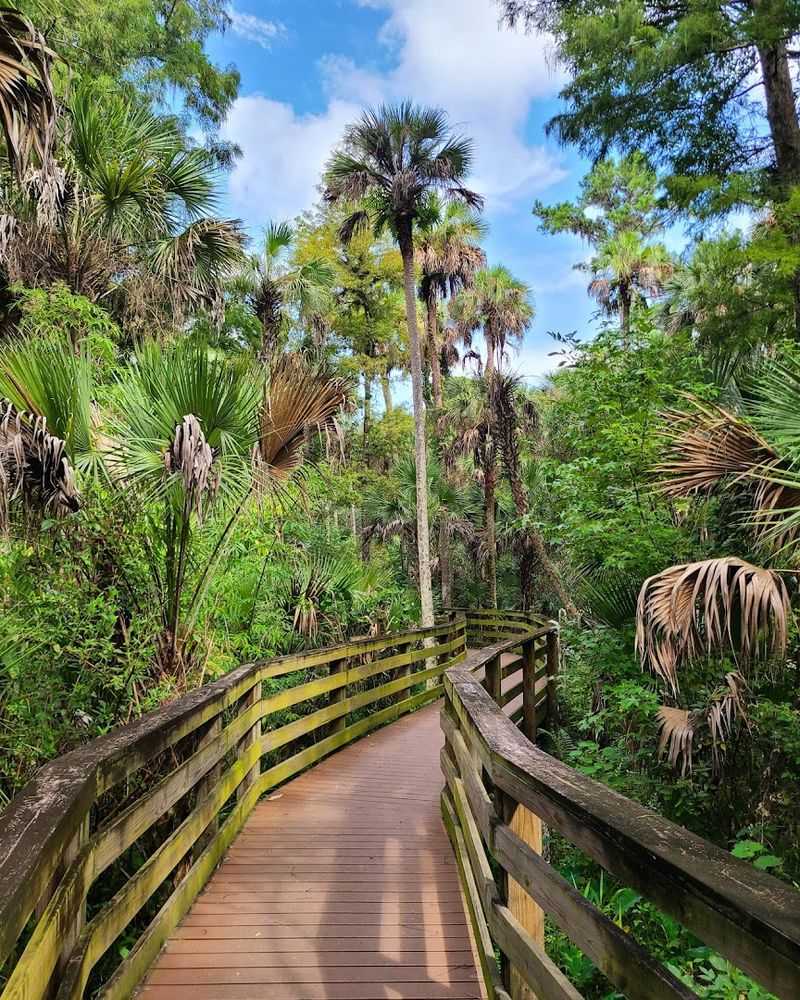 The Boardwalk Sections That Make Every Step Feel Cinematic