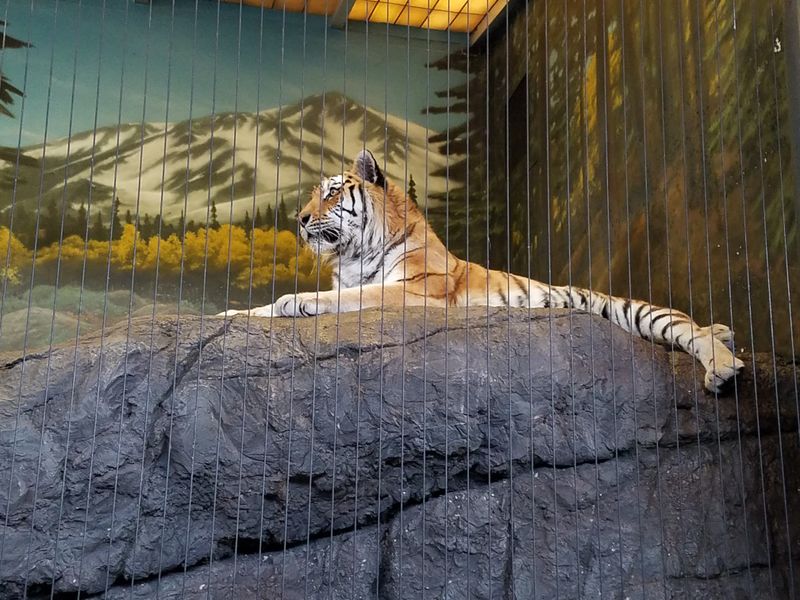 The Lions’ Roar And The Wind Off The Lake